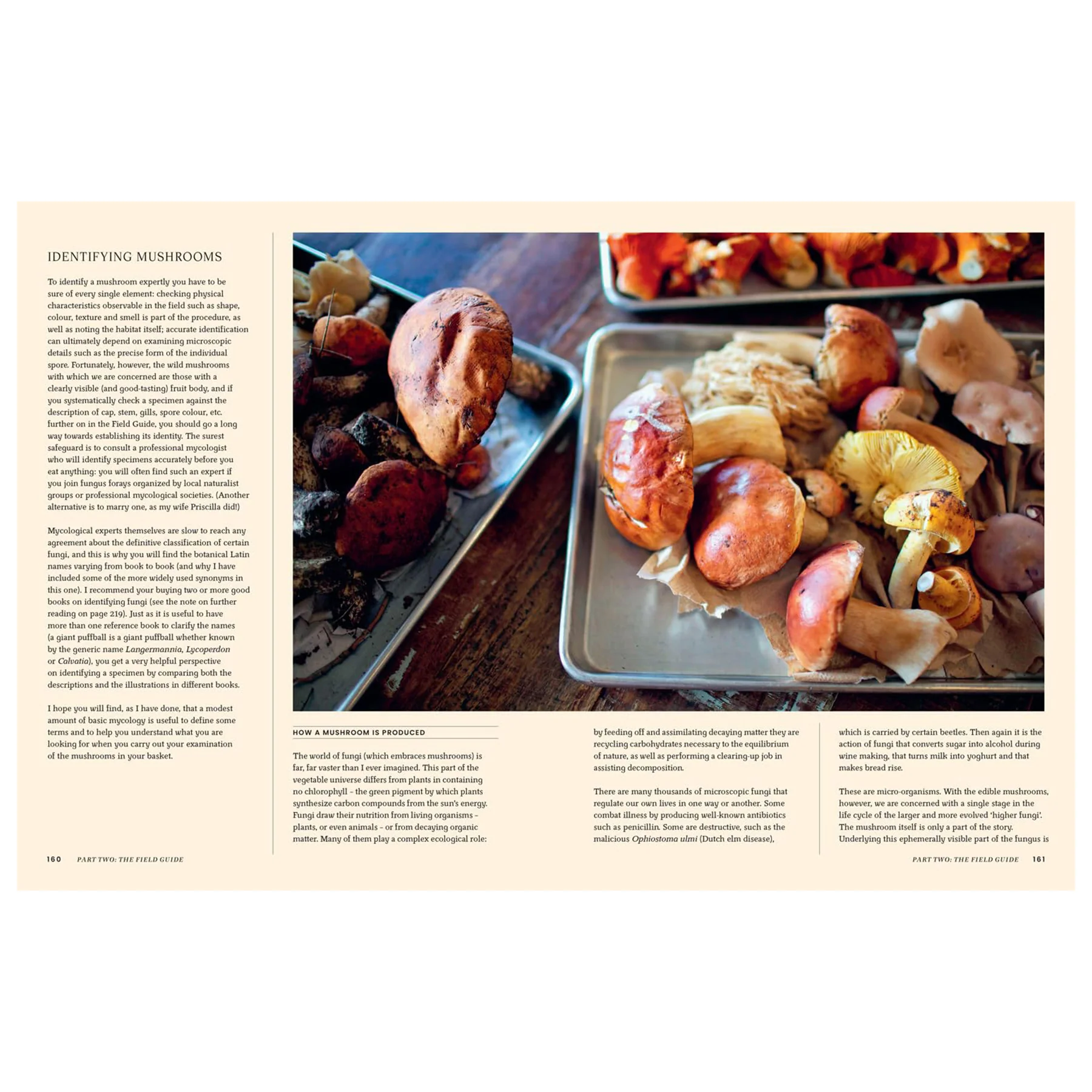 A PASSION FOR MUSHROOMS - Image 3