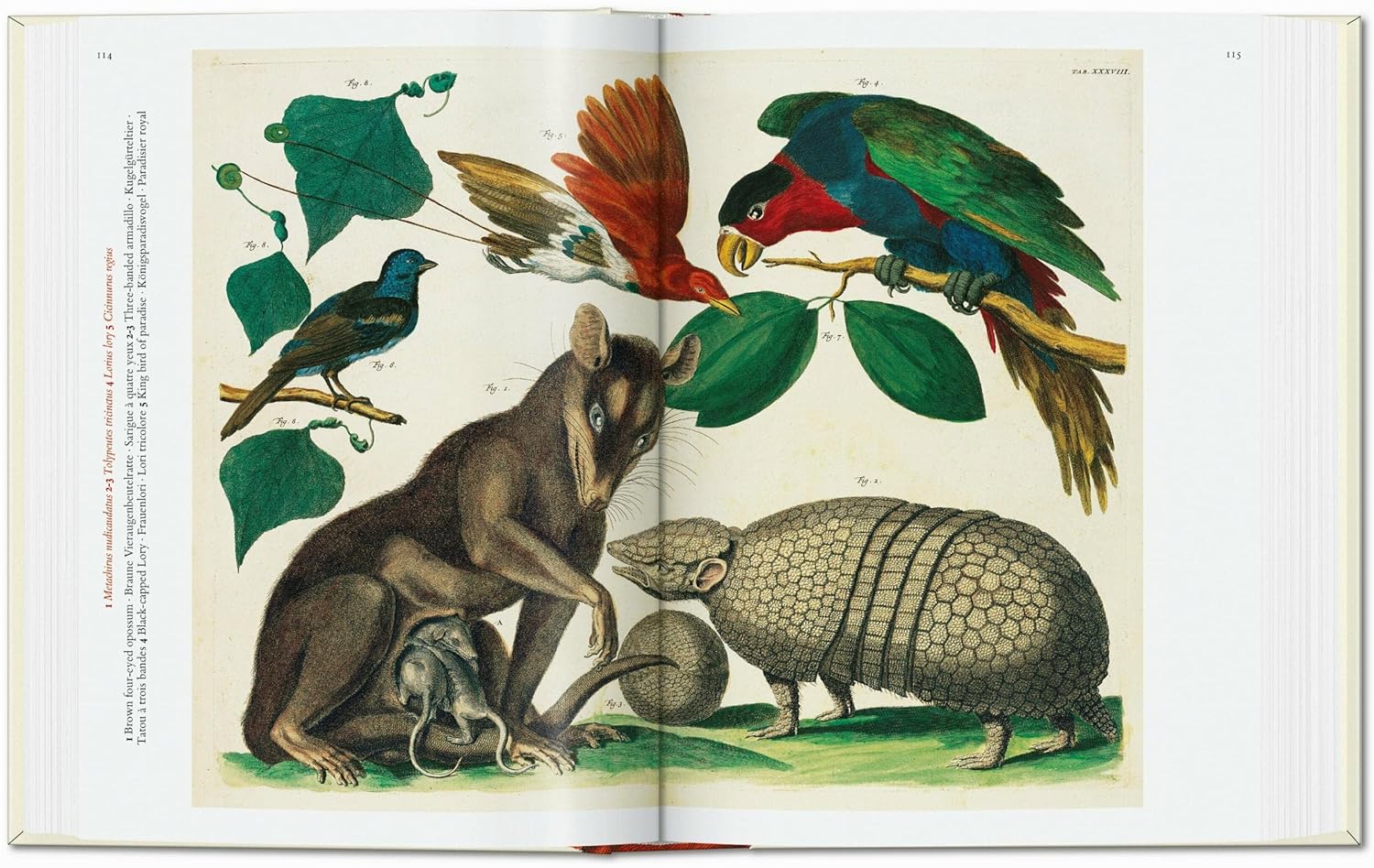CABINET OF NATURAL CURIOSITIES 1734 - 1765 - Image 3