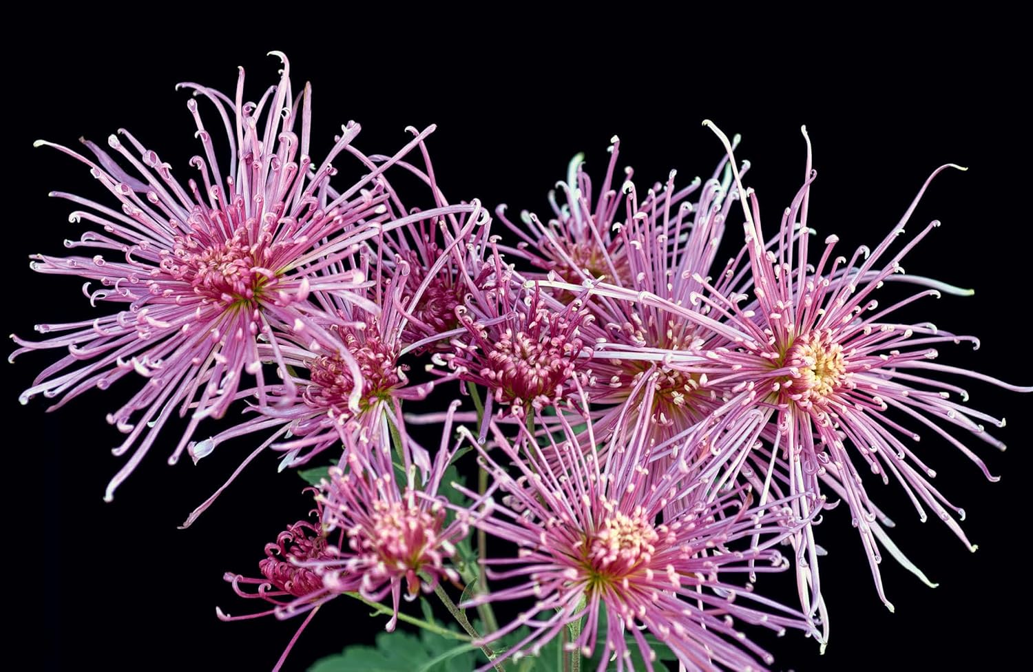 CHRYSANTHEMUMS - Image 2