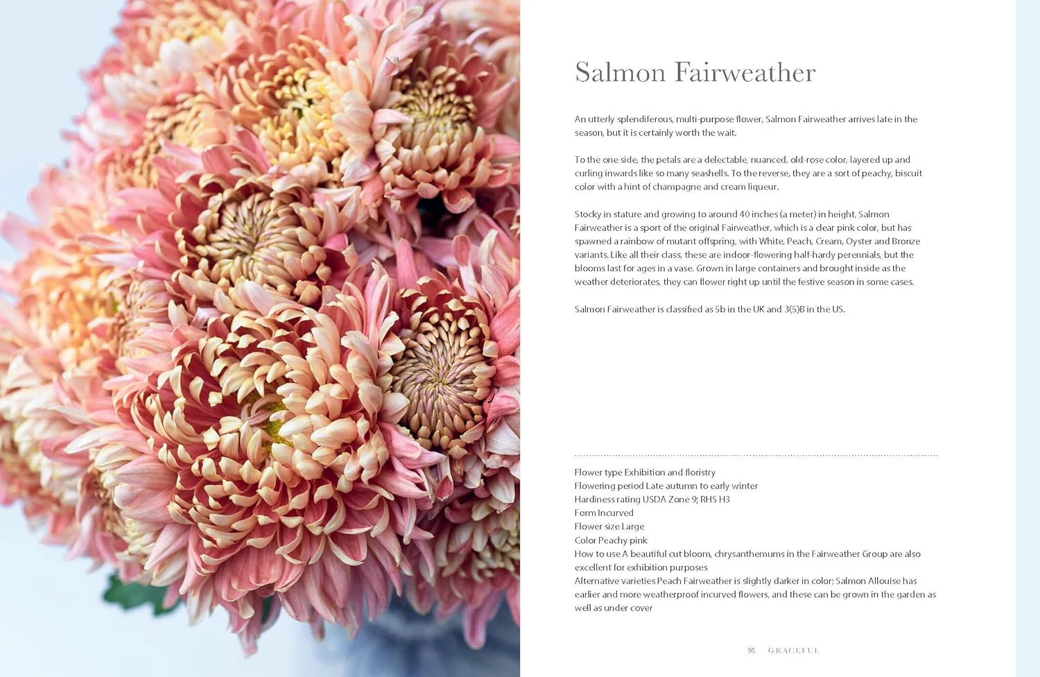 CHRYSANTHEMUMS - Image 4