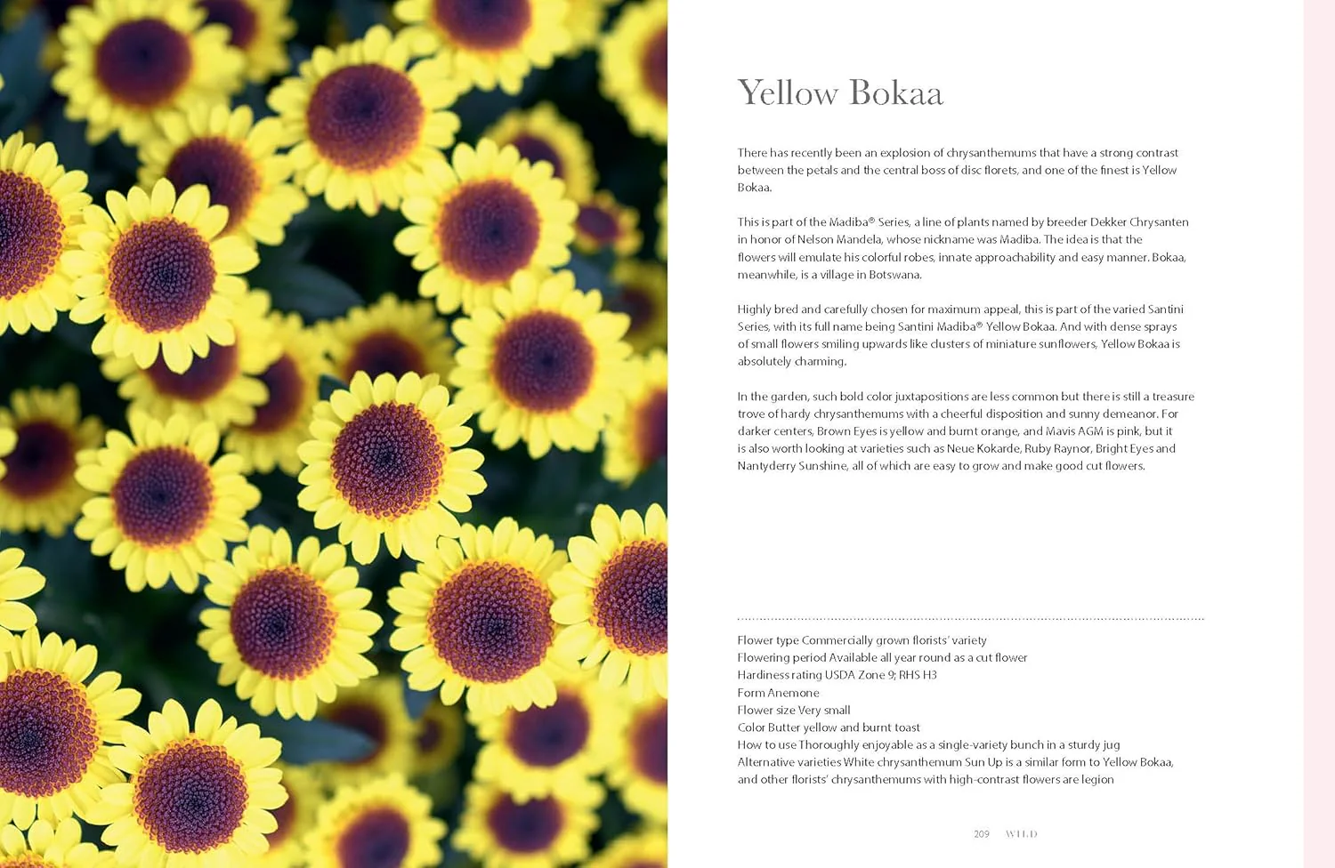 CHRYSANTHEMUMS - Image 7