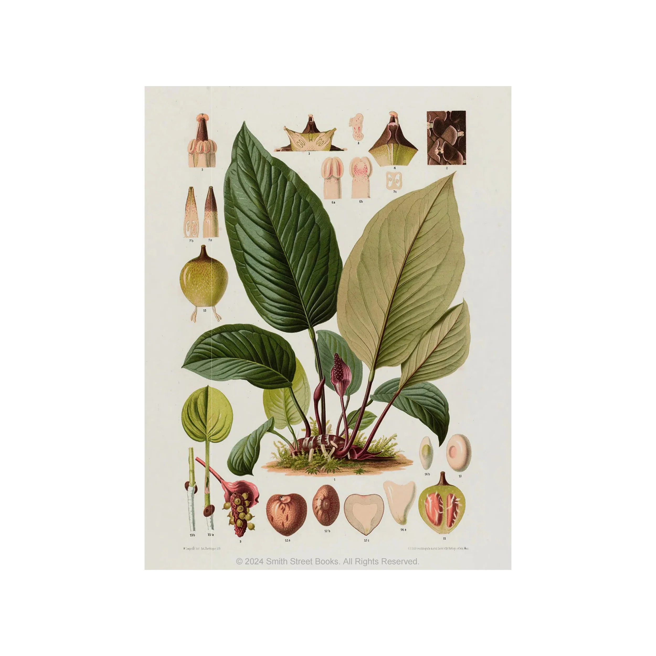 CUT-OUT CURIOSITIES: BOTANICA: A COLLAGE BOOK - Image 5