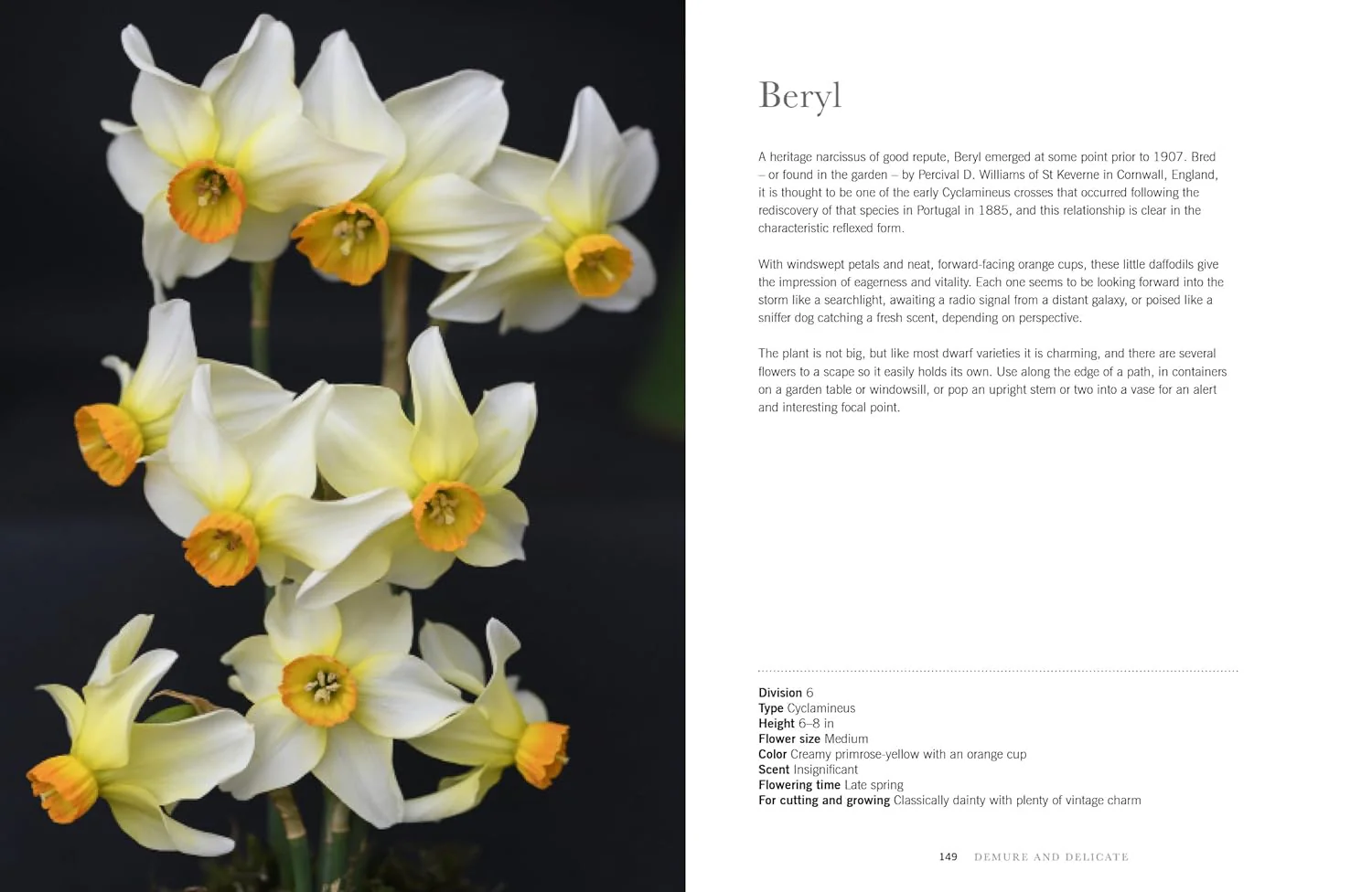 DAFFODILS: BEAUTIFUL VARIETIES FOR HOME & GARDEN - Image 4
