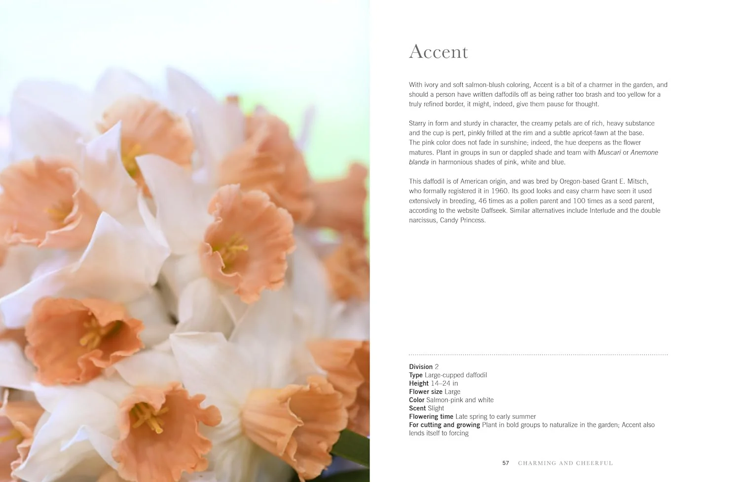 DAFFODILS: BEAUTIFUL VARIETIES FOR HOME & GARDEN - Image 5