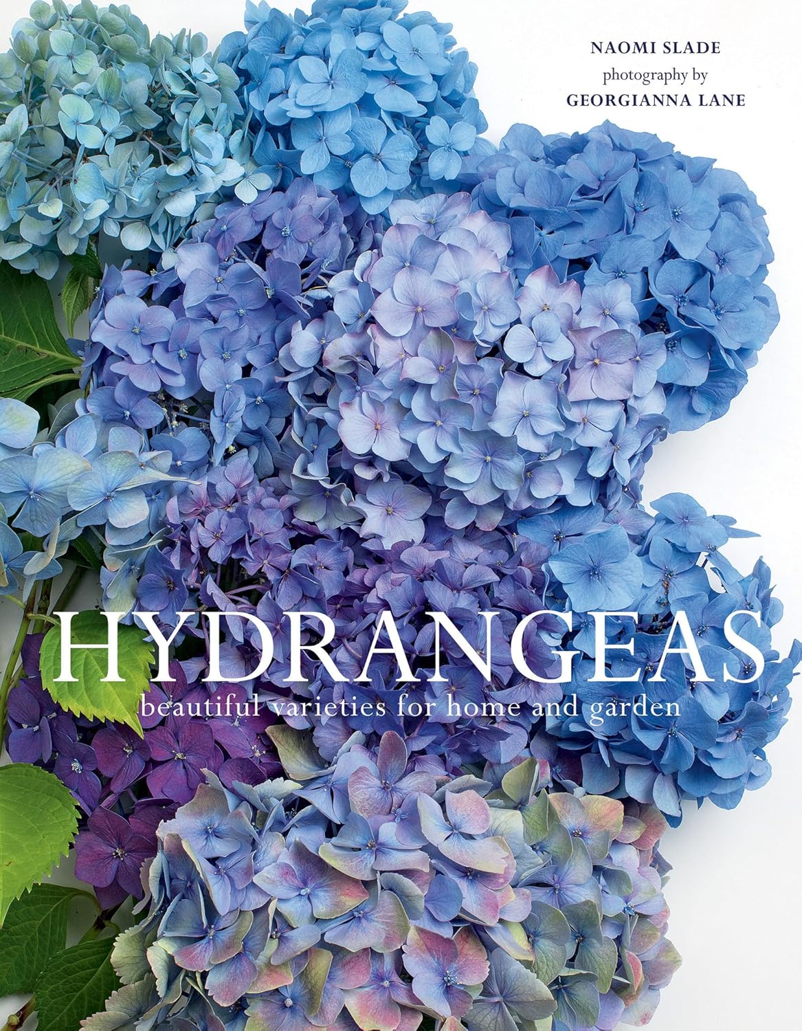HYDRANGEAS - Image 3