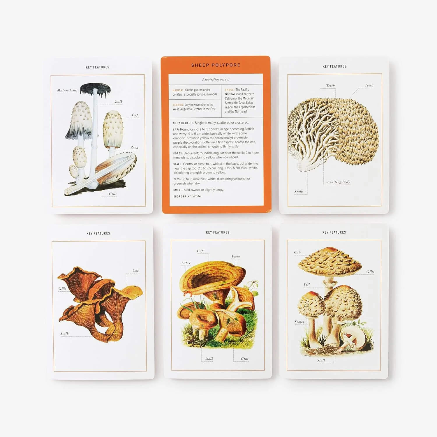 MUSHROOM IDENTIFICATION FLASHCARDS - Image 2