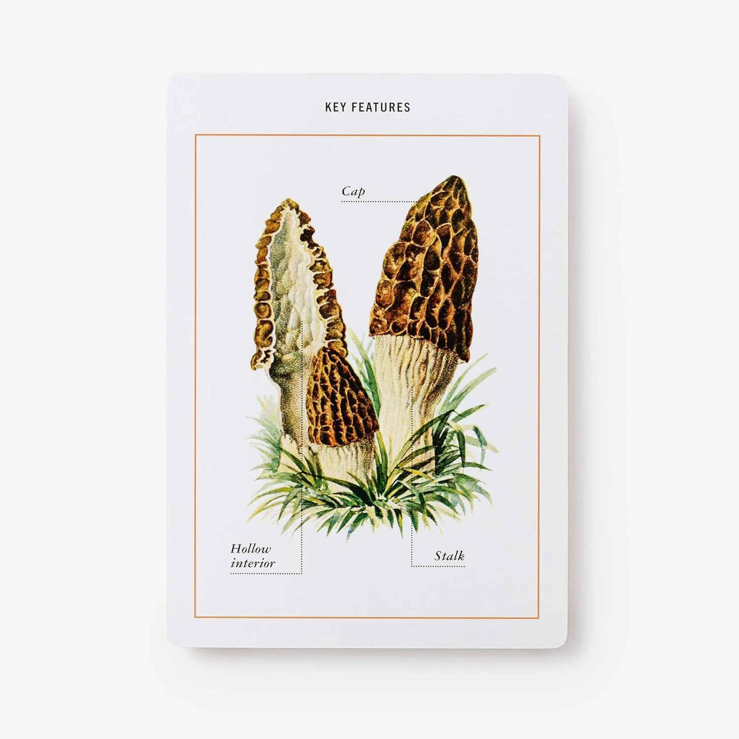 MUSHROOM IDENTIFICATION FLASHCARDS - Image 3