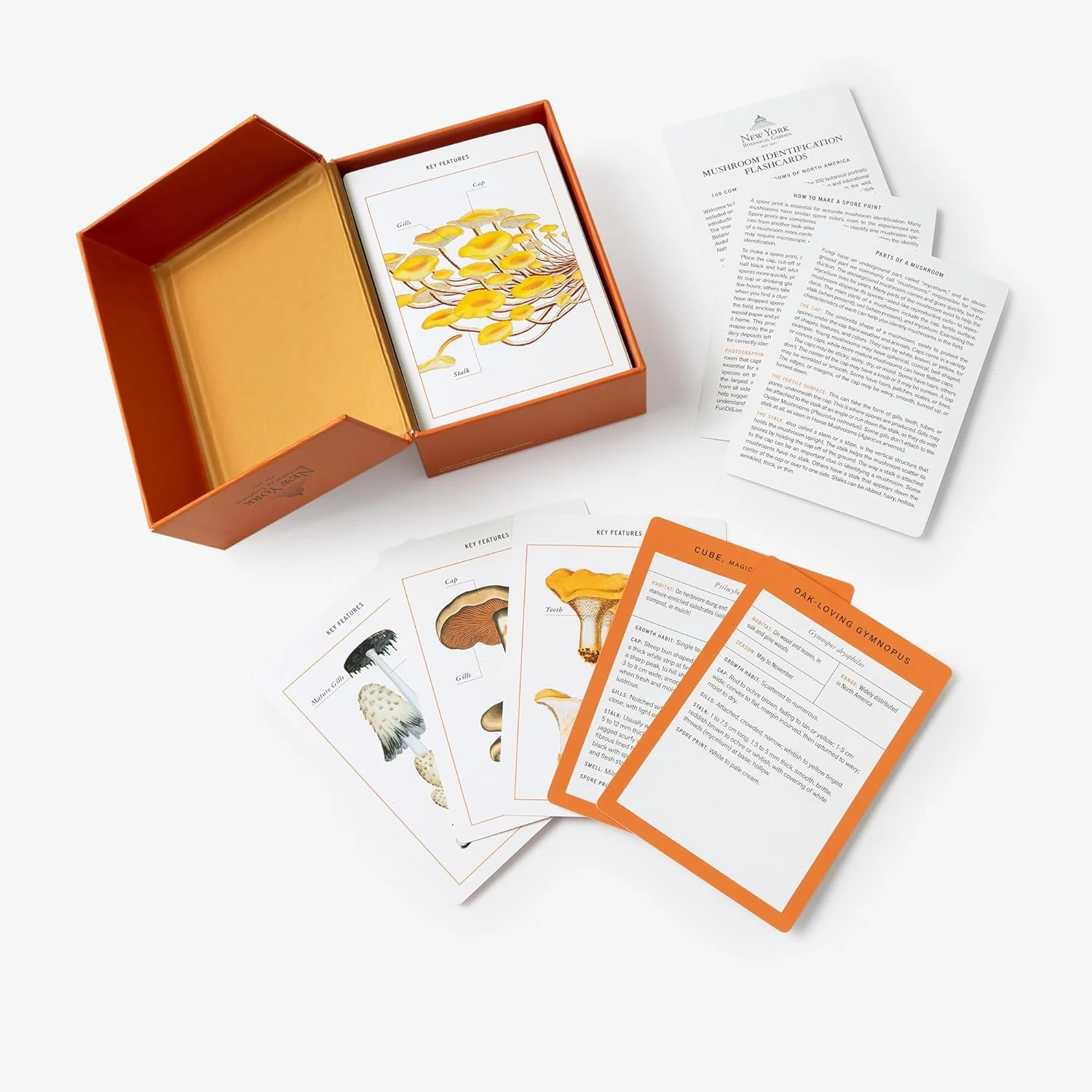 MUSHROOM IDENTIFICATION FLASHCARDS - Image 4