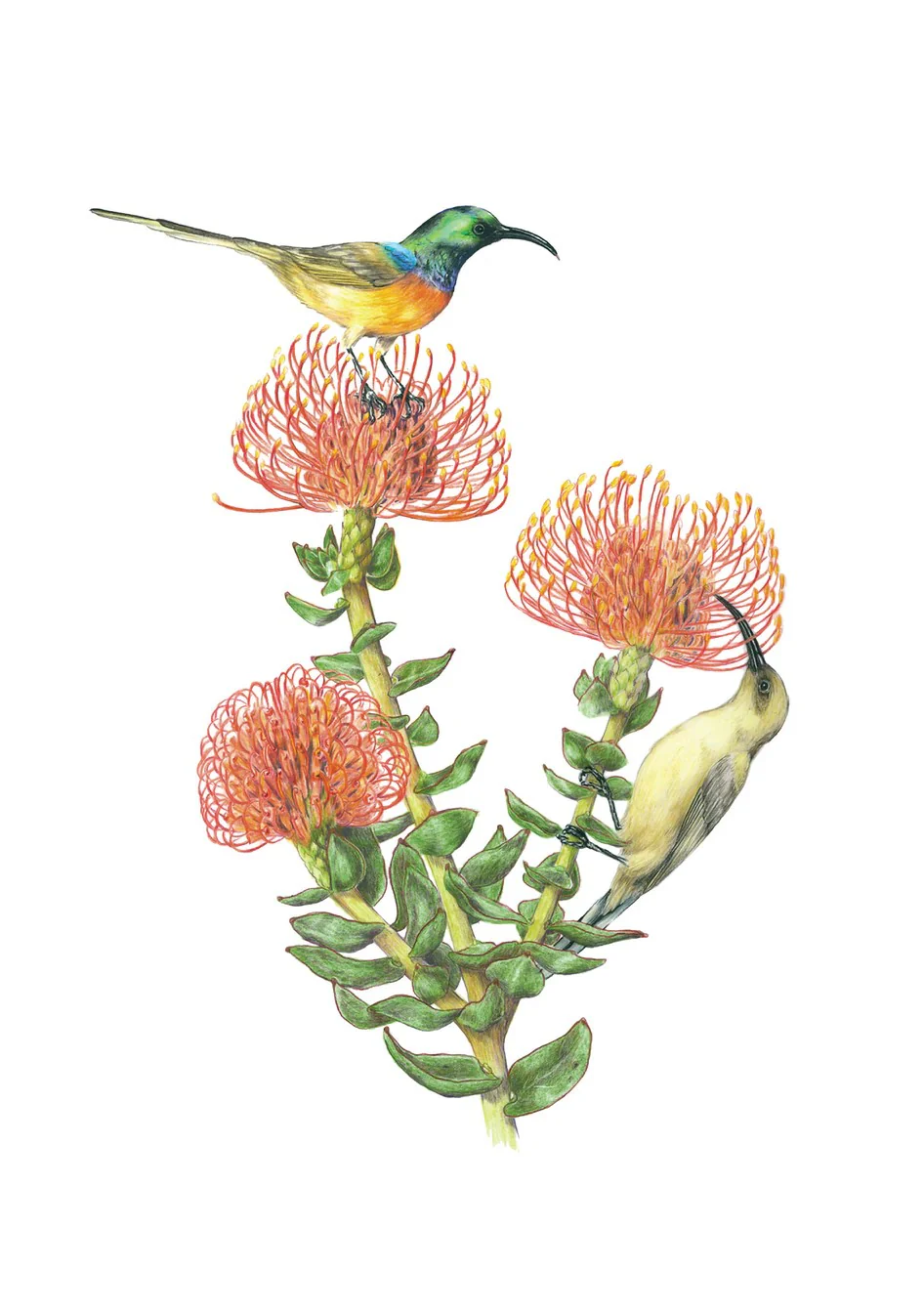 POLLINATORS NOTECARD SET - Image 3