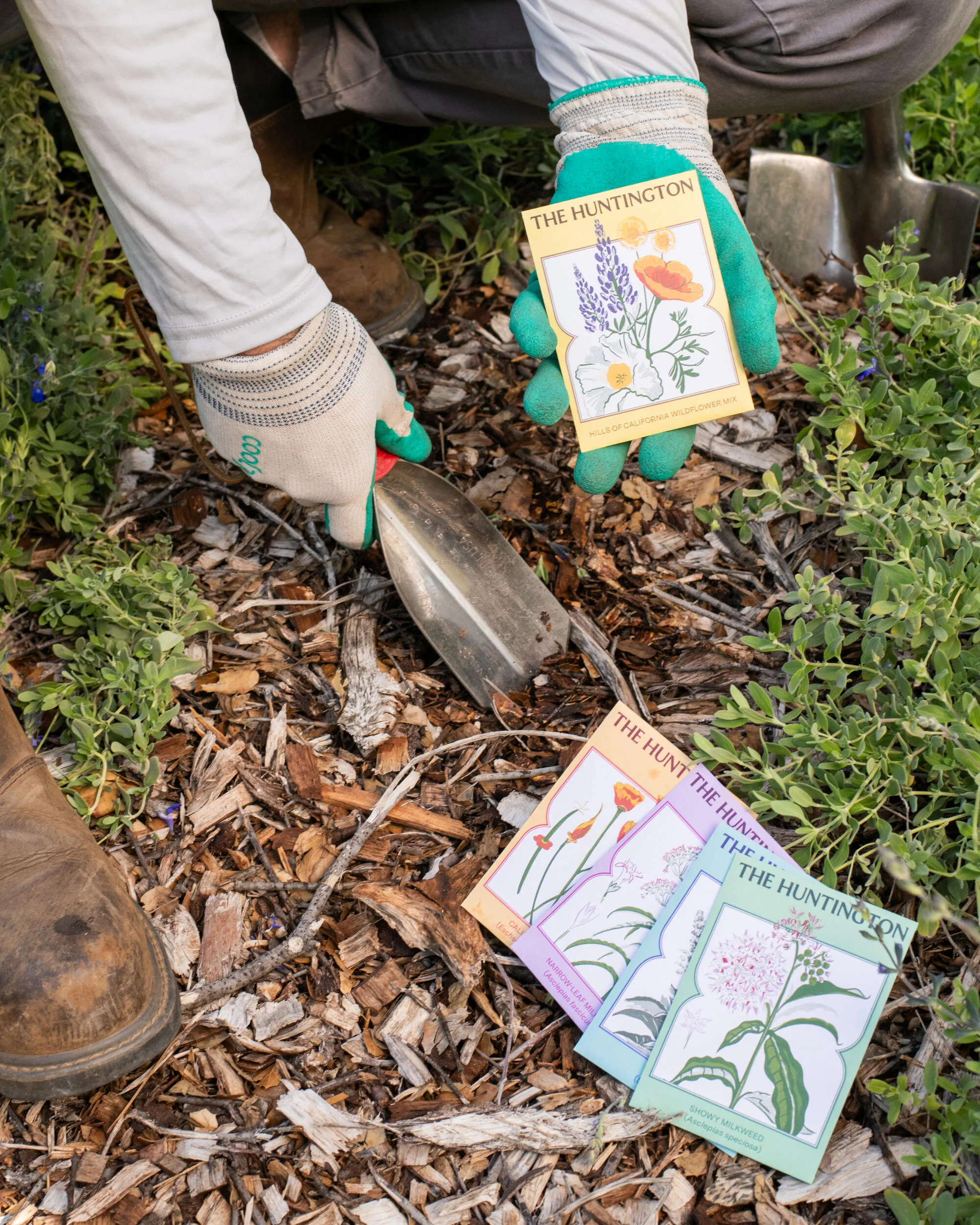 THE HUNTINGTON HILLS OF CALIFORNIA WILDFLOWER MIX SEED PACKET - Image 3