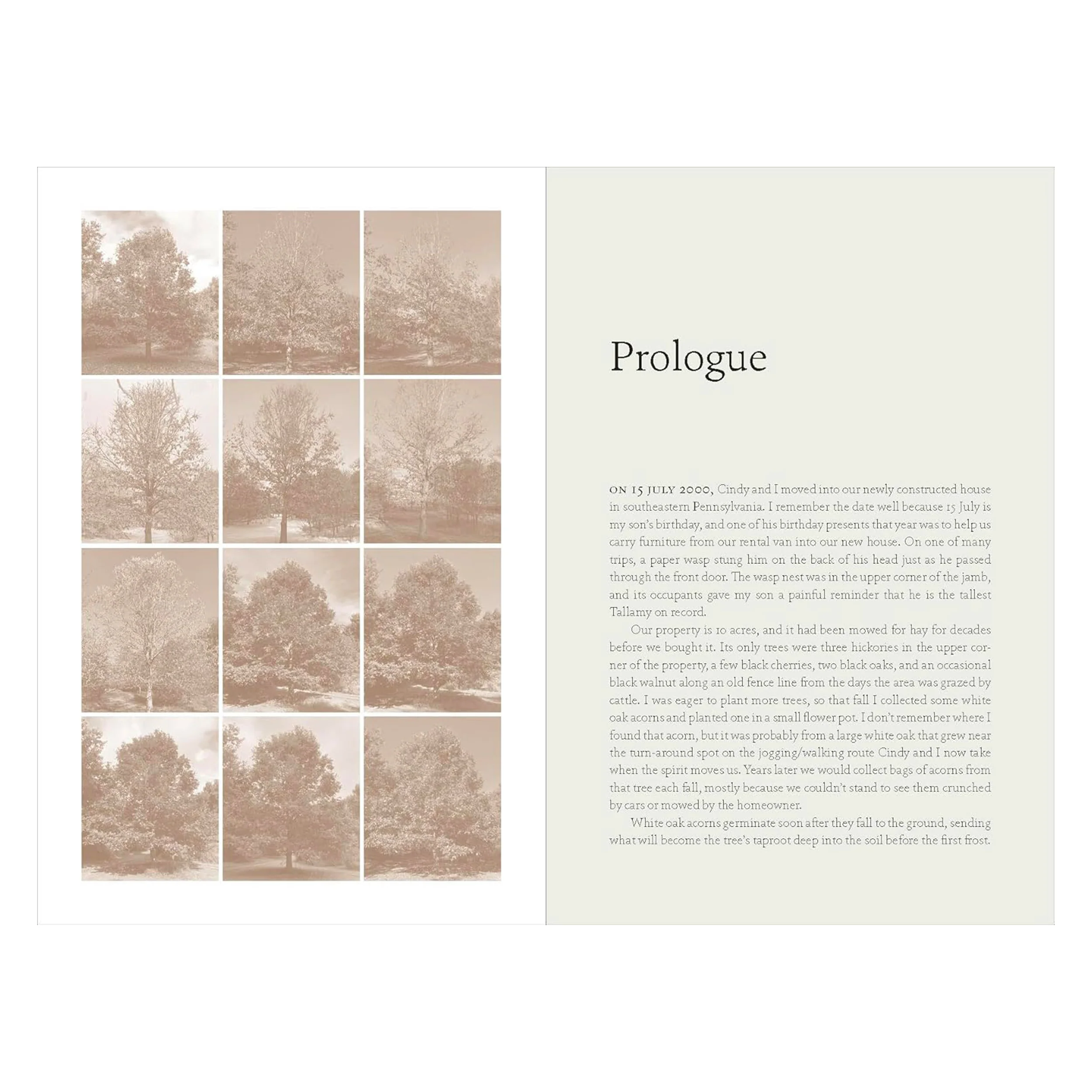 THE NATURE OF OAKS: THE RICH ECOLOGY OF OUR MOST ESSENTIAL NATIVE TREES - Image 3