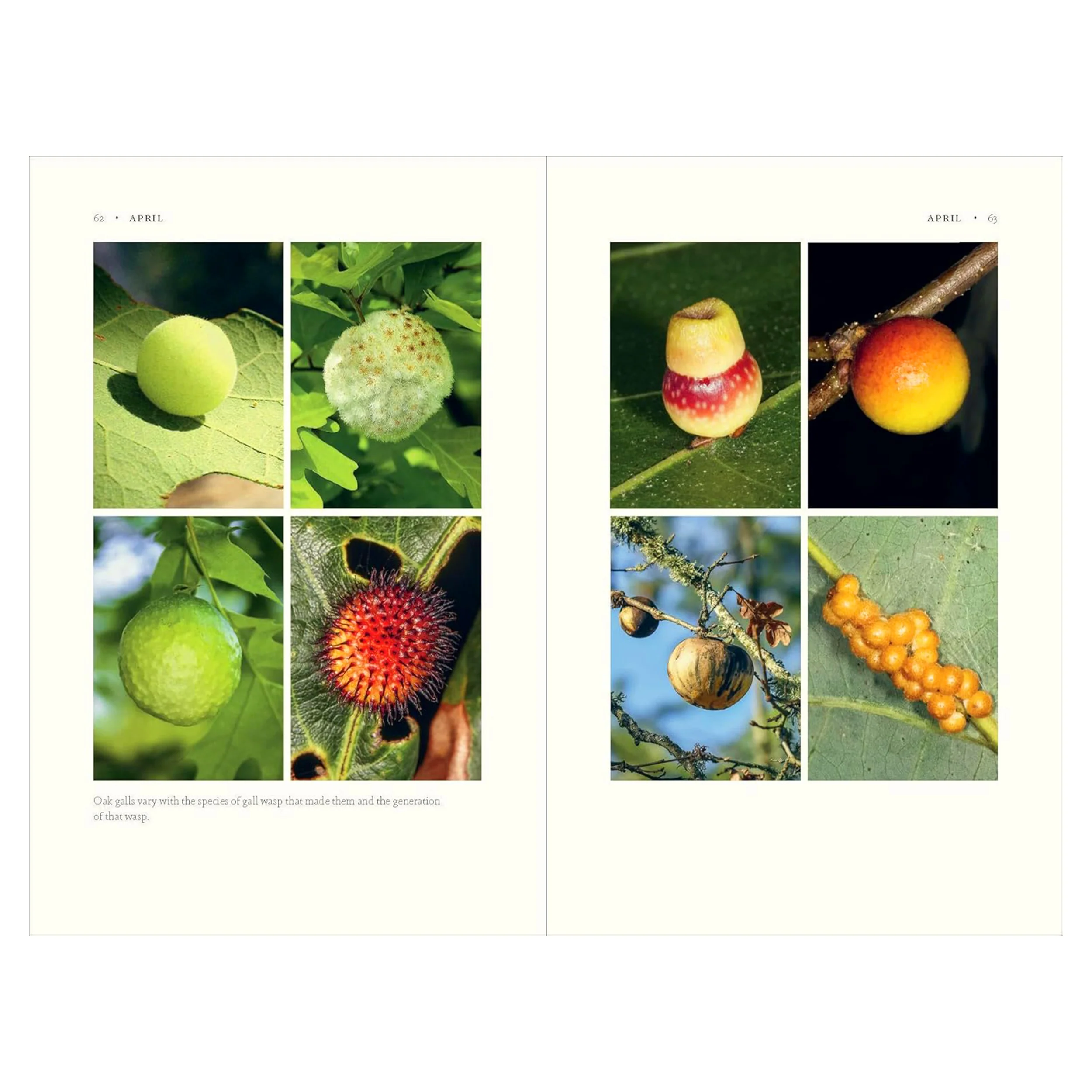 THE NATURE OF OAKS: THE RICH ECOLOGY OF OUR MOST ESSENTIAL NATIVE TREES - Image 4