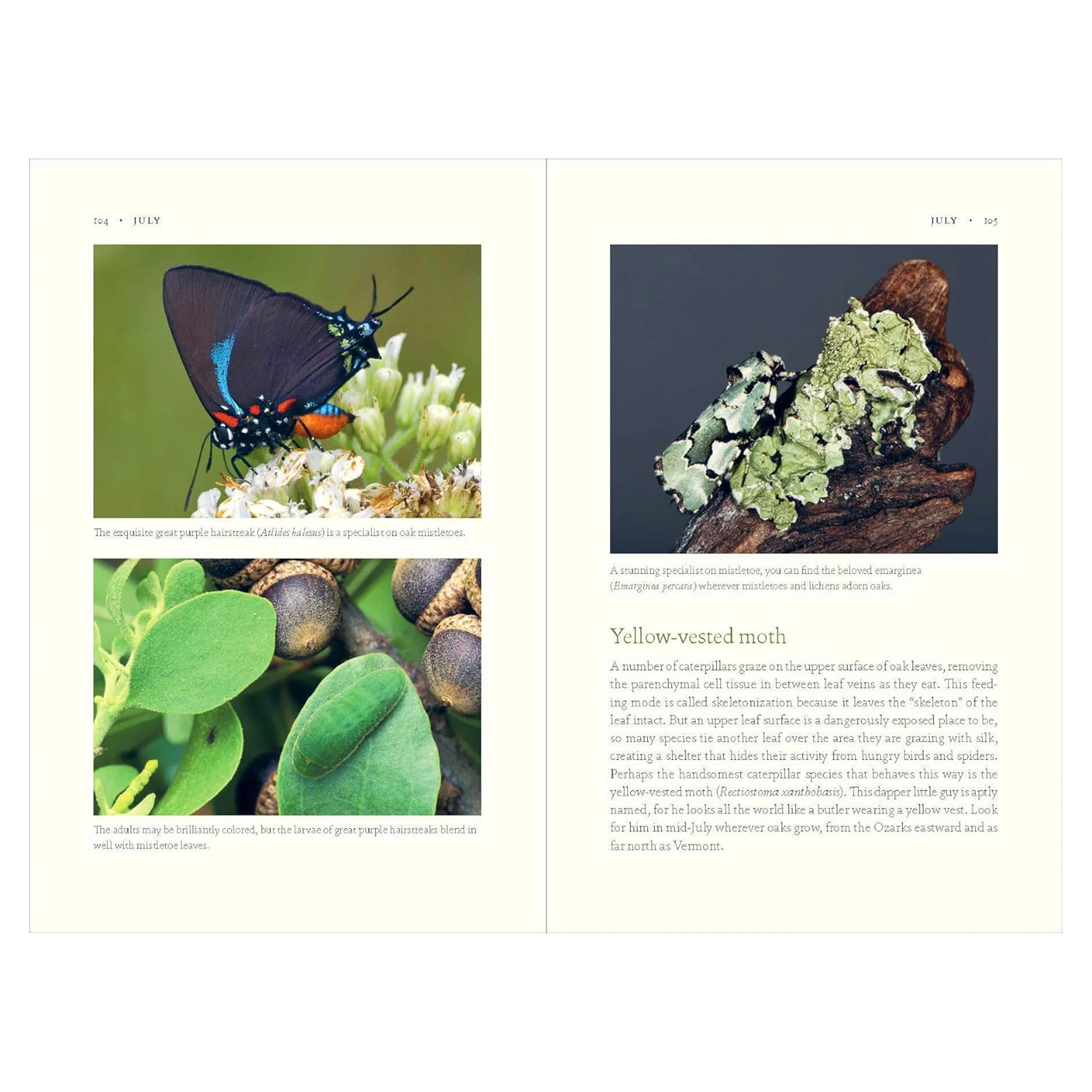 THE NATURE OF OAKS: THE RICH ECOLOGY OF OUR MOST ESSENTIAL NATIVE TREES - Image 5