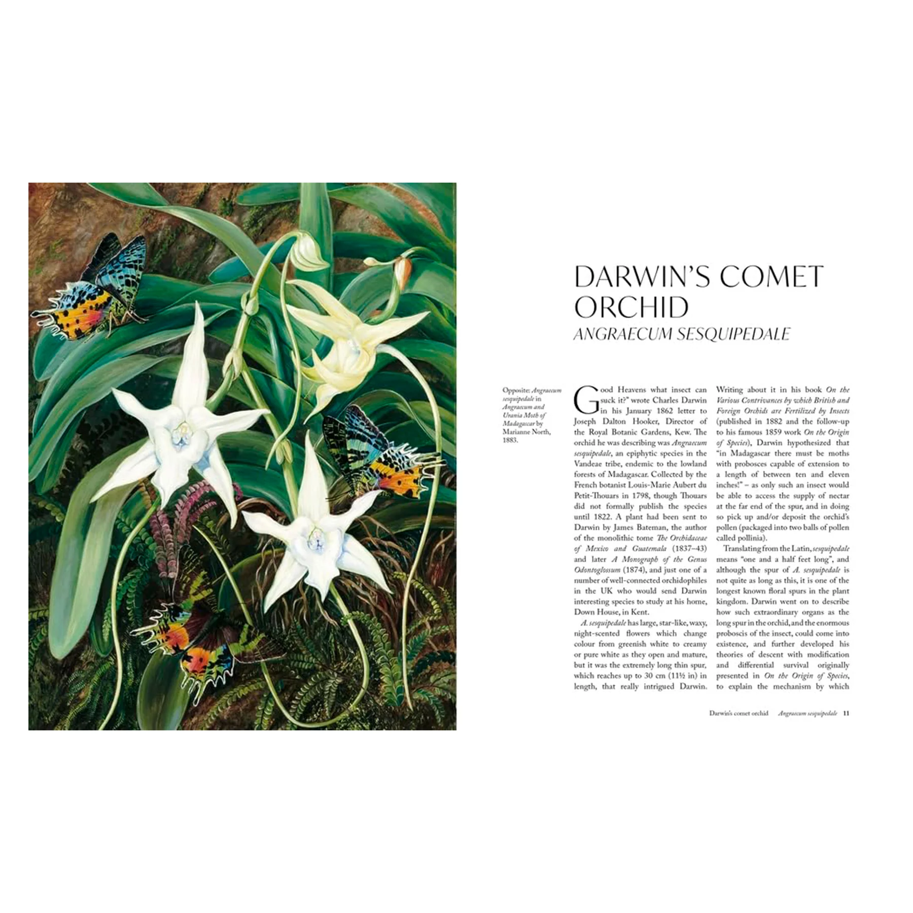THE ORCHID: A CELEBRATION OF THE WORLD'S MOST CHARISMATIC FLOWER - Image 2