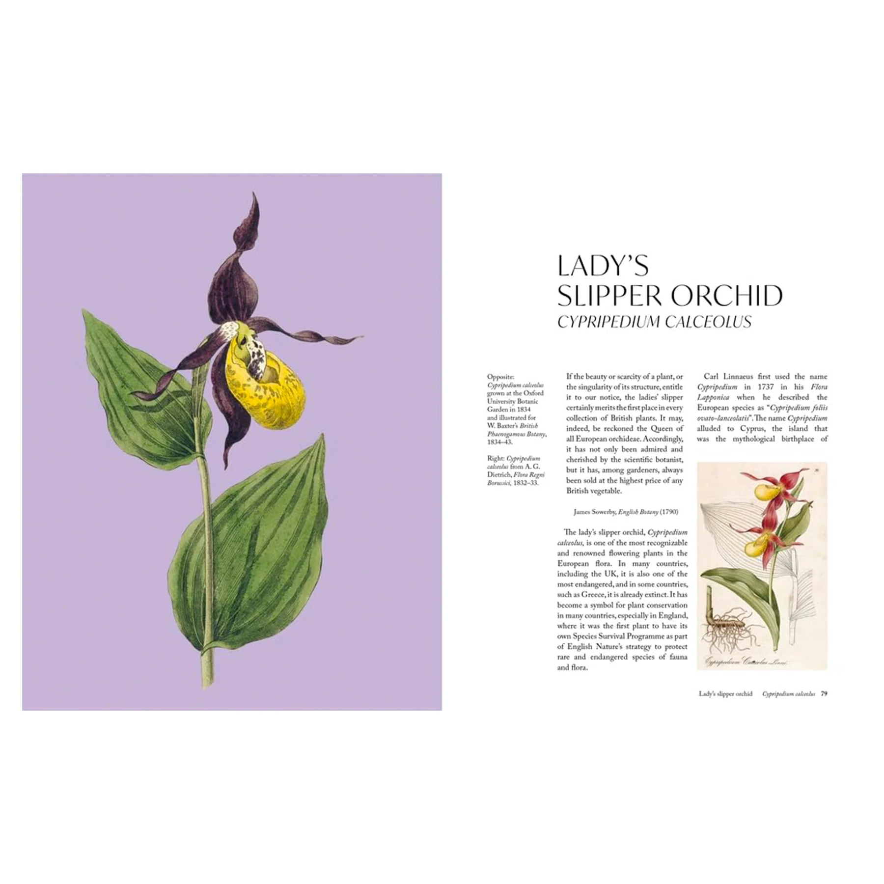 THE ORCHID: A CELEBRATION OF THE WORLD'S MOST CHARISMATIC FLOWER - Image 3