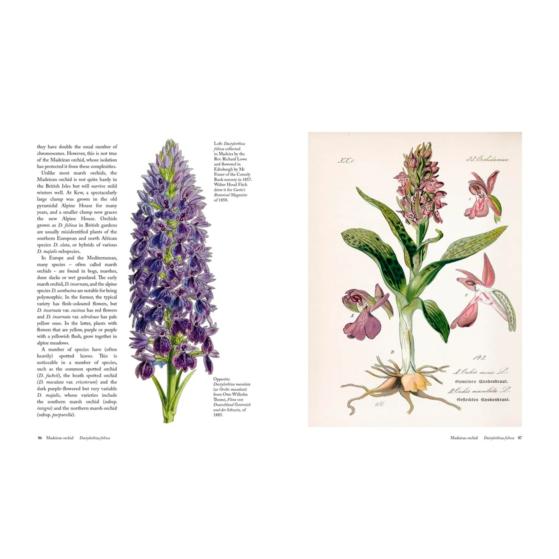 THE ORCHID: A CELEBRATION OF THE WORLD'S MOST CHARISMATIC FLOWER - Image 4