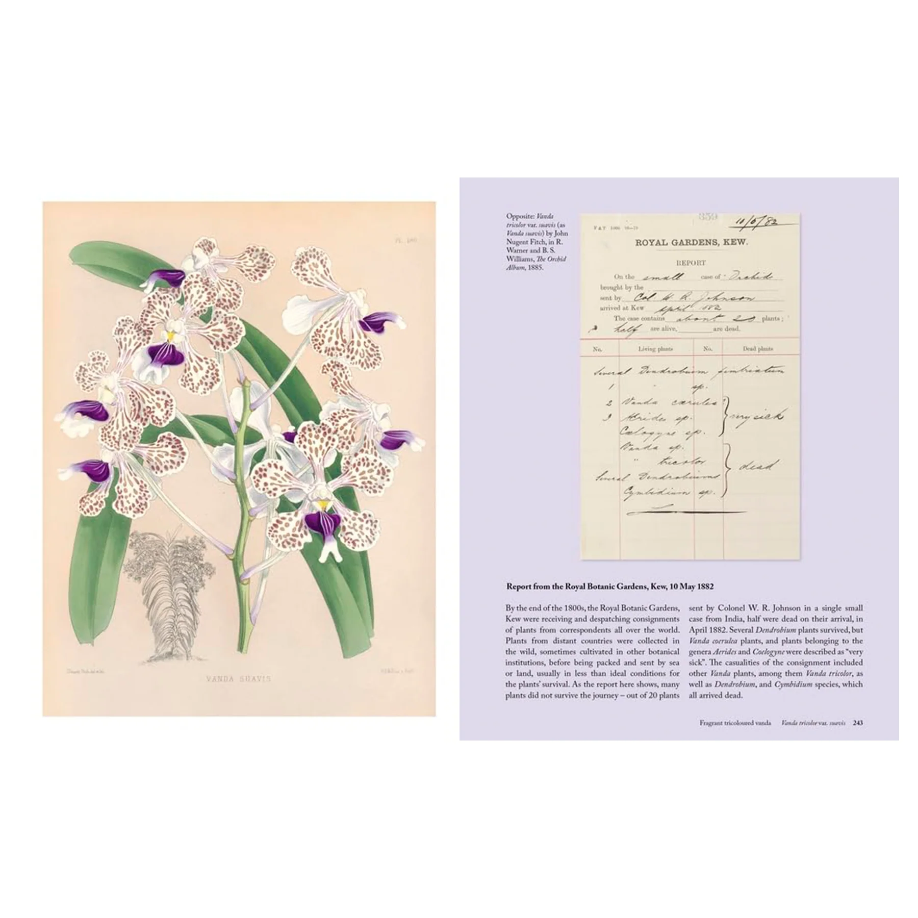THE ORCHID: A CELEBRATION OF THE WORLD'S MOST CHARISMATIC FLOWER - Image 5
