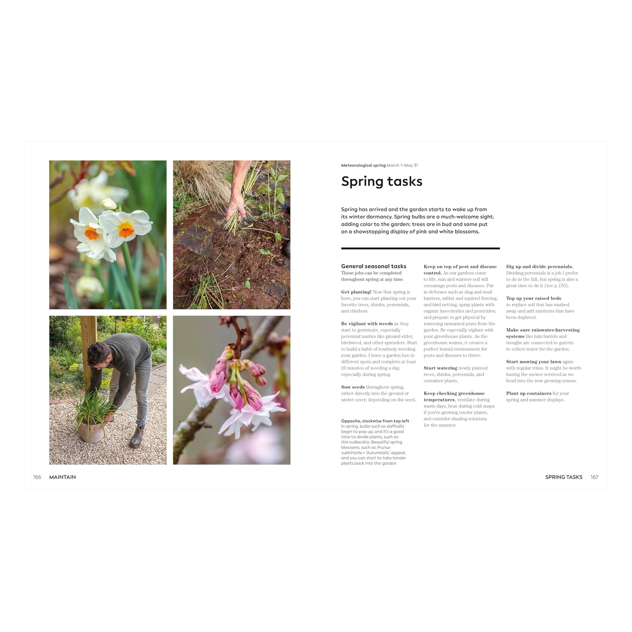 THE WEEKEND GARDENER - Image 2