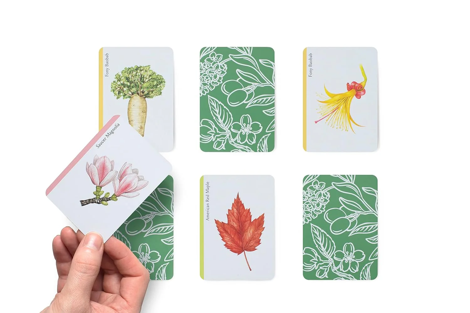 TREE FAMILIES: A CARD GAME FOR TREE LOVERS - Image 4