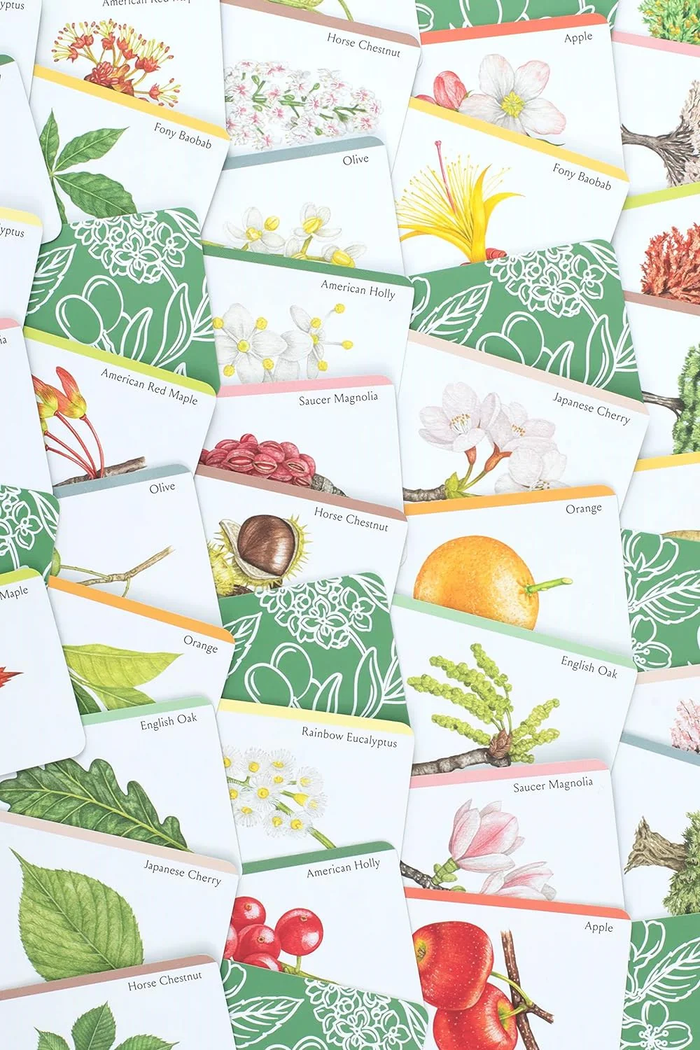 TREE FAMILIES: A CARD GAME FOR TREE LOVERS - Image 5